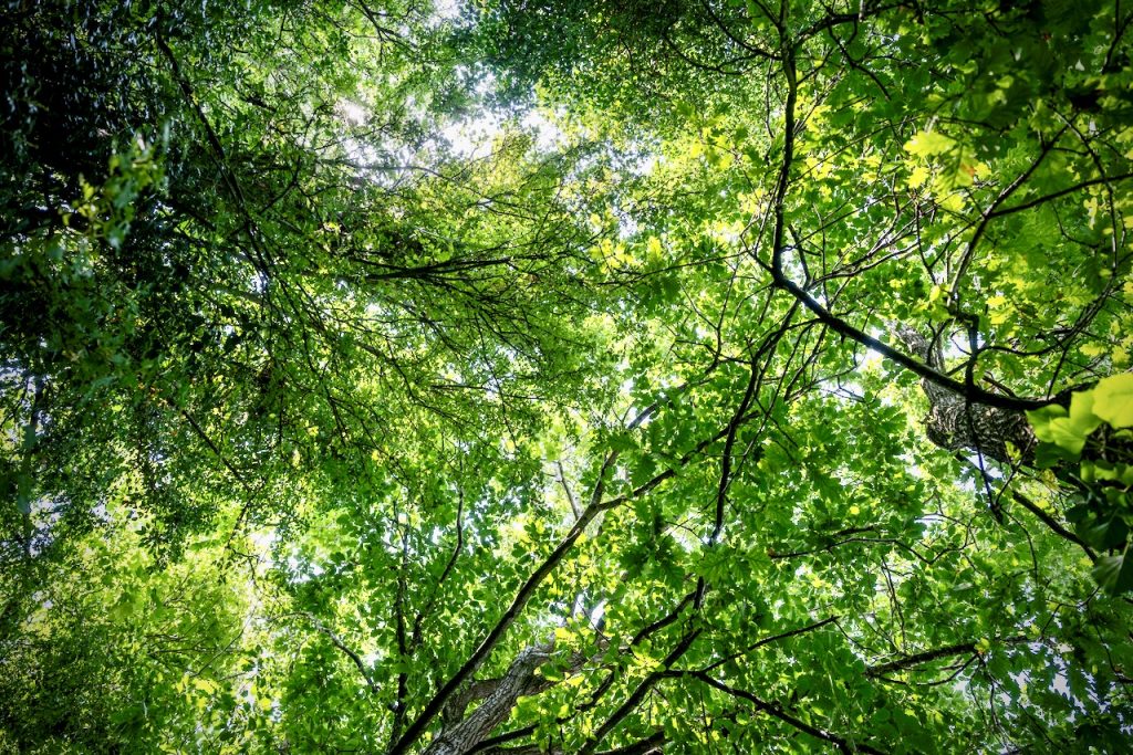 Plant more trees!