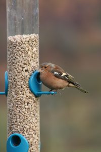 Chaffinch eating sunflower hearts