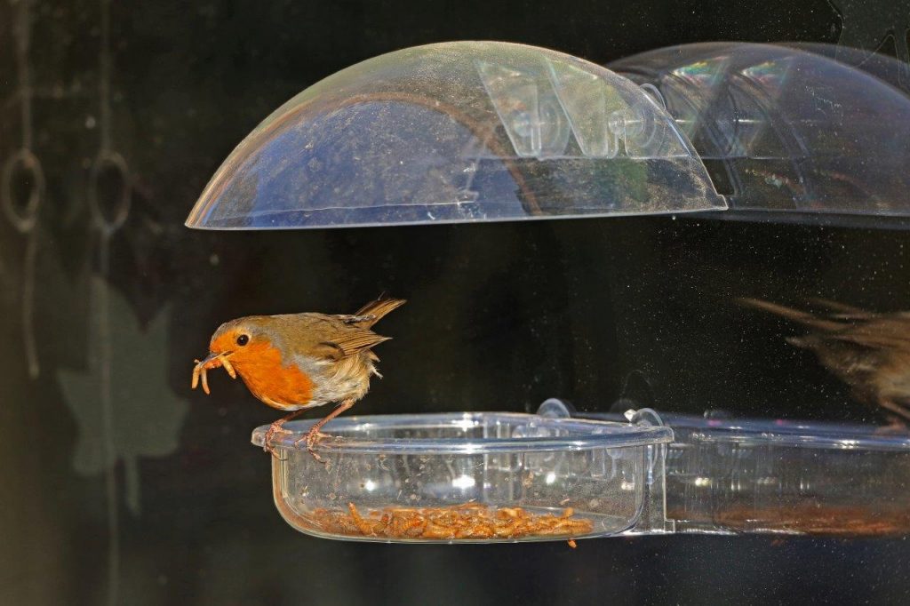 Live Mealworm Shortage & Alternative Foods