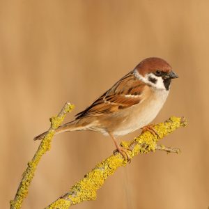 The Tree Sparrow