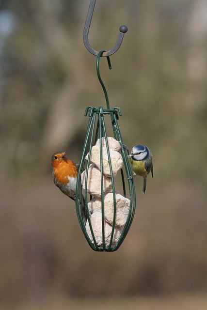 Suet fat balls