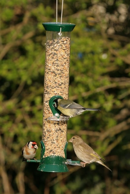 Seed feeder