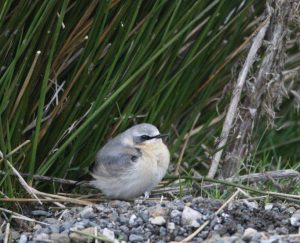 The Wheatear