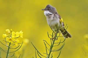 The arrival of whitethroats