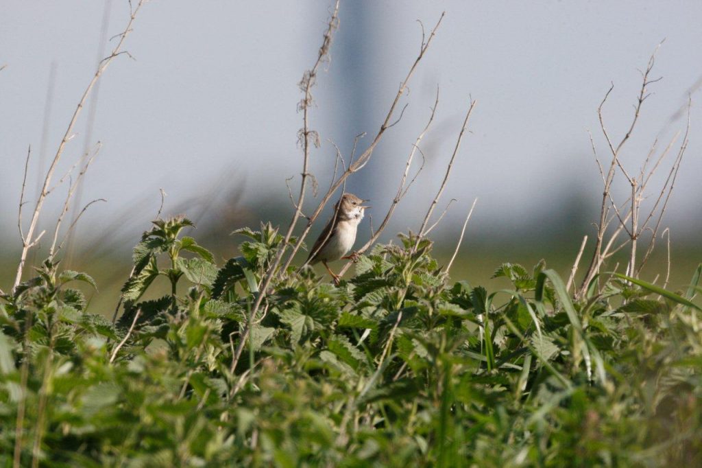 Whitethroats have arrived