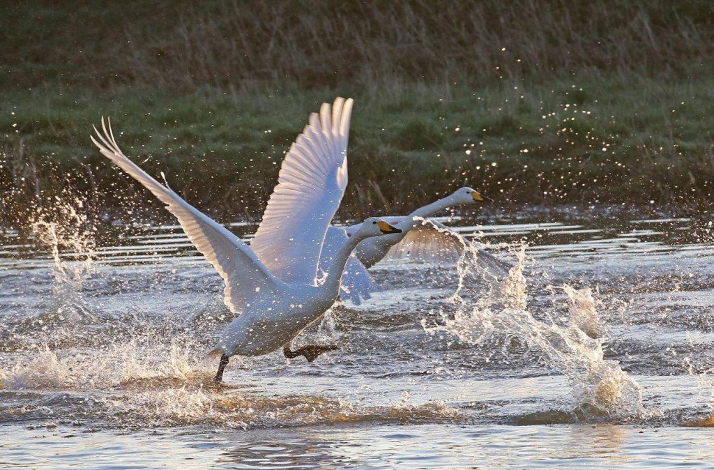 Whooper Swans
