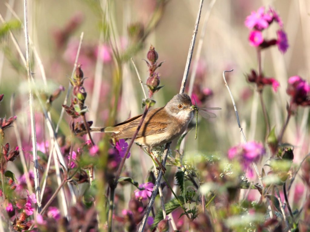 Now is a great time to join your local Wildlife Trust