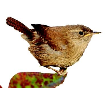 Wren Wren