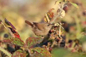 The bold and highly vocal Wren