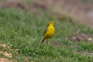 Yellow Wagtails gather around farm animals