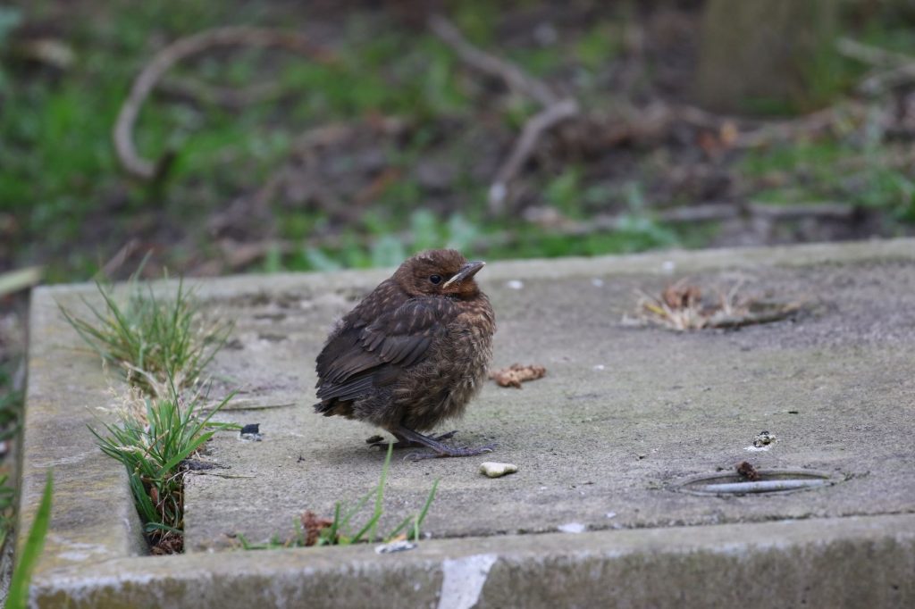 Could the new decade start well for some of our garden birds?