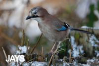 collection of bird photos of jays