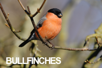 Collection of bullfinch bird photos